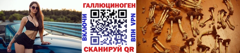 Псилоцибиновые грибы Psilocybine cubensis  Карачаевск 
